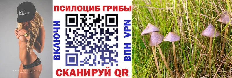 Купить где  Ставрополь  Псилоцибиновые грибы прущие грибы 